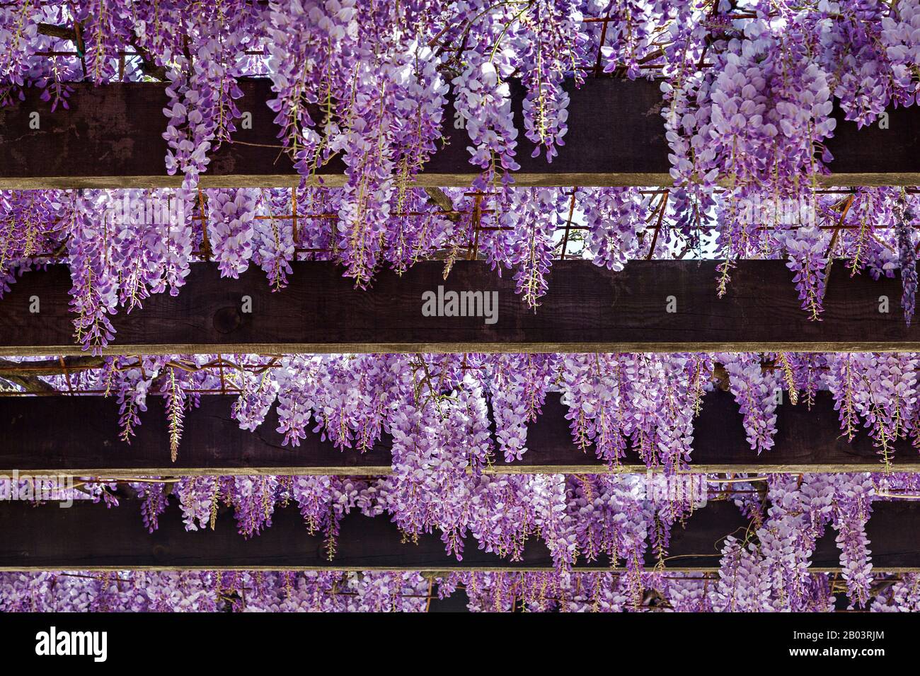 Lilacs hanging down in Budva, Montenegro Stock Photo