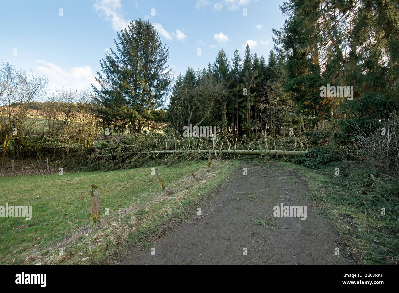 The storm knocked over spruces. A large tree lies across the street. Picture from Brilon in Sauerland, North Rhine Westphalia, Germany. Stock Photo