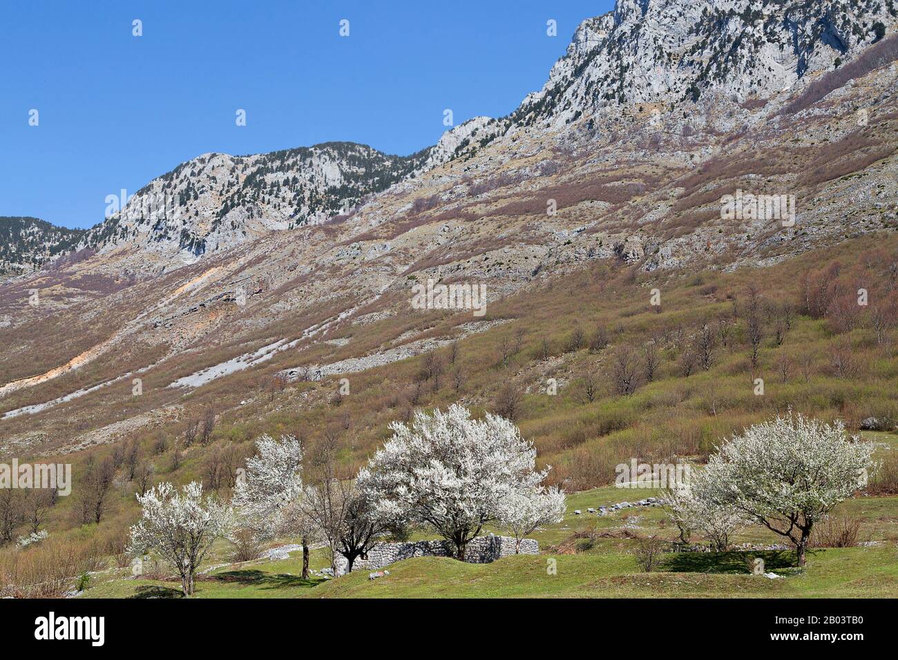 Blossoming spring trees in the mountains near the Theth Valley, in Albania Stock Photo