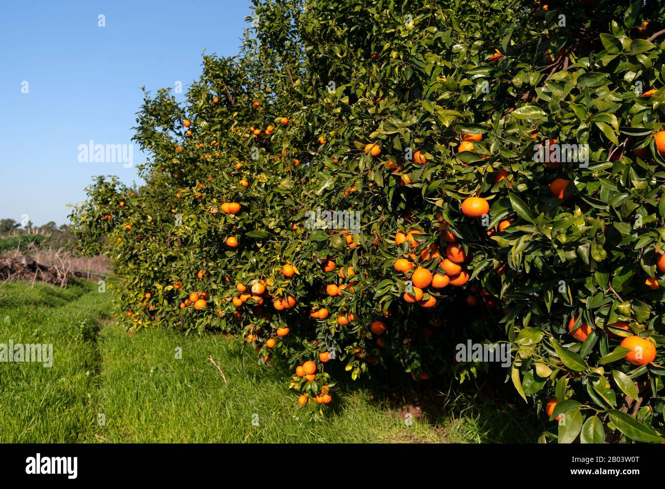 Clementine plantation during the harvest period Stock Photo Alamy
