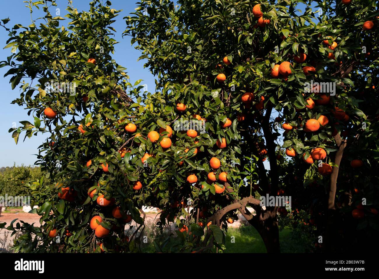 Clementine plantation during the harvest period Stock Photo Alamy