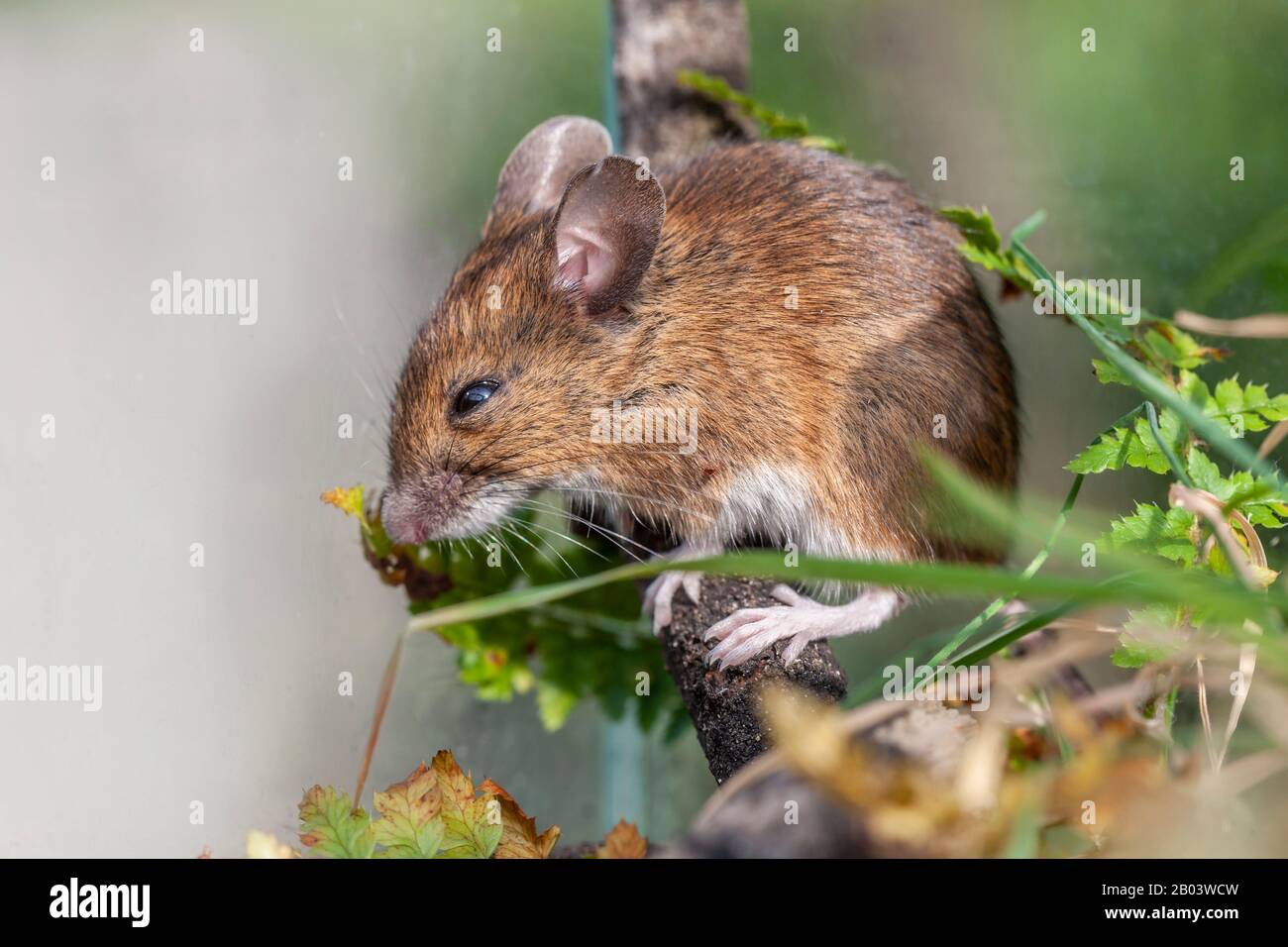 Yellow necked wood mice hi-res stock photography and images - Alamy