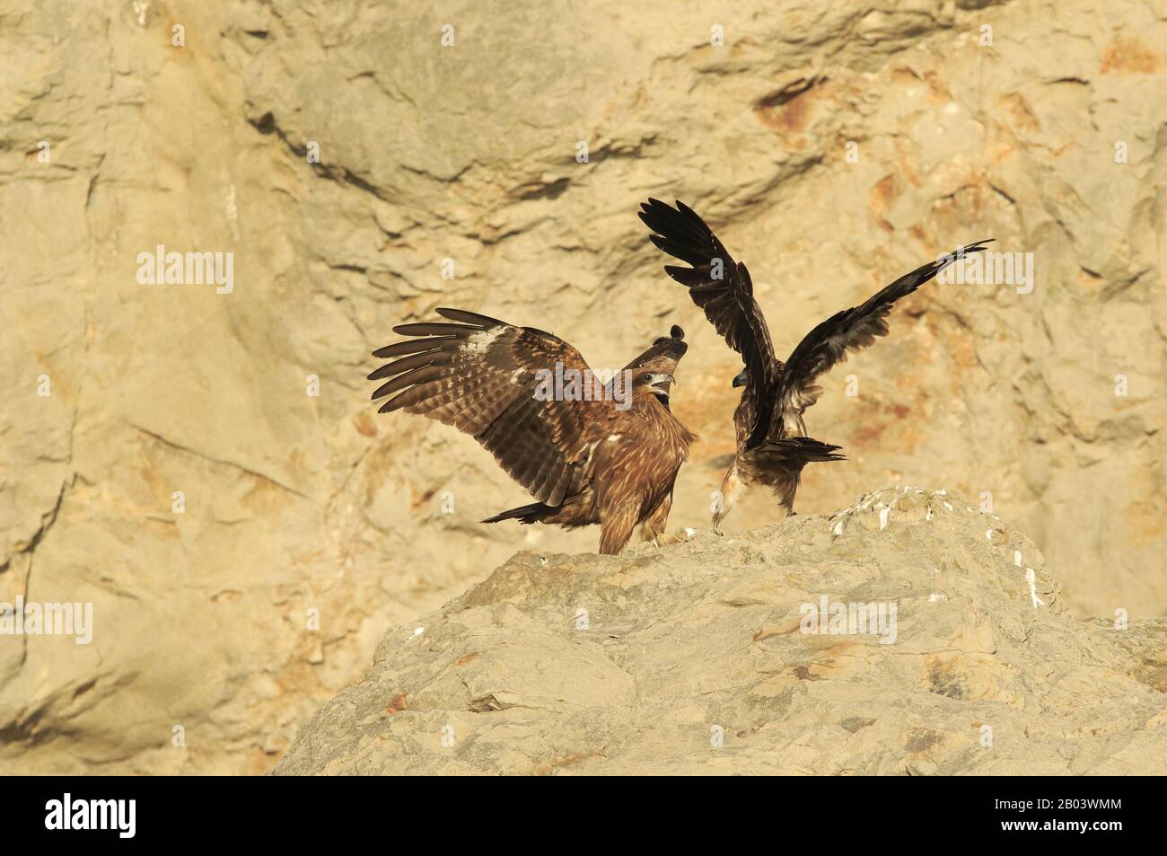 Black kite, milvus migrans Stock Photo - Alamy