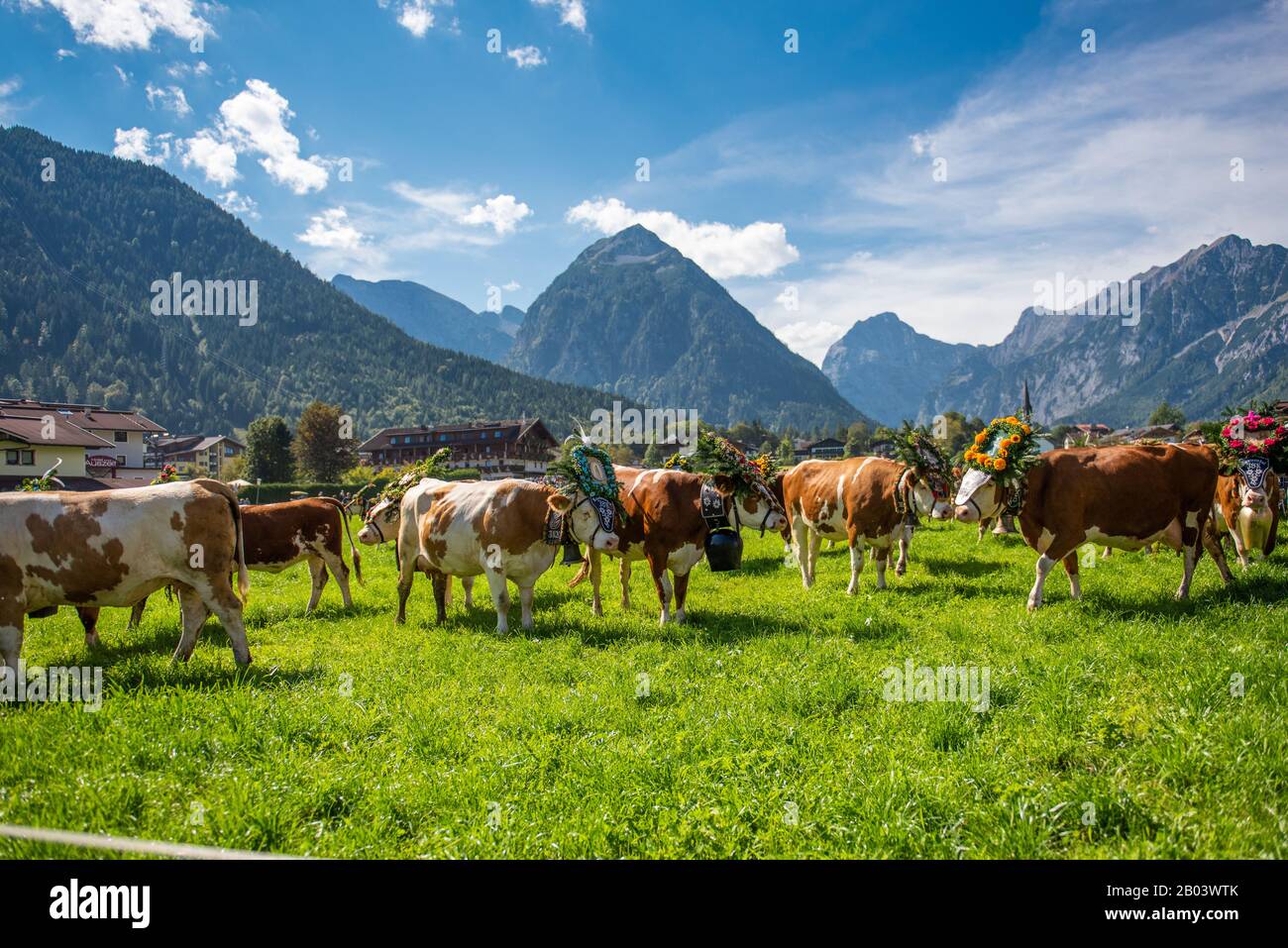 Alpine Cattle Drive in Pertisau at Lake Achensee in Tyrol / Austria Stock Photo