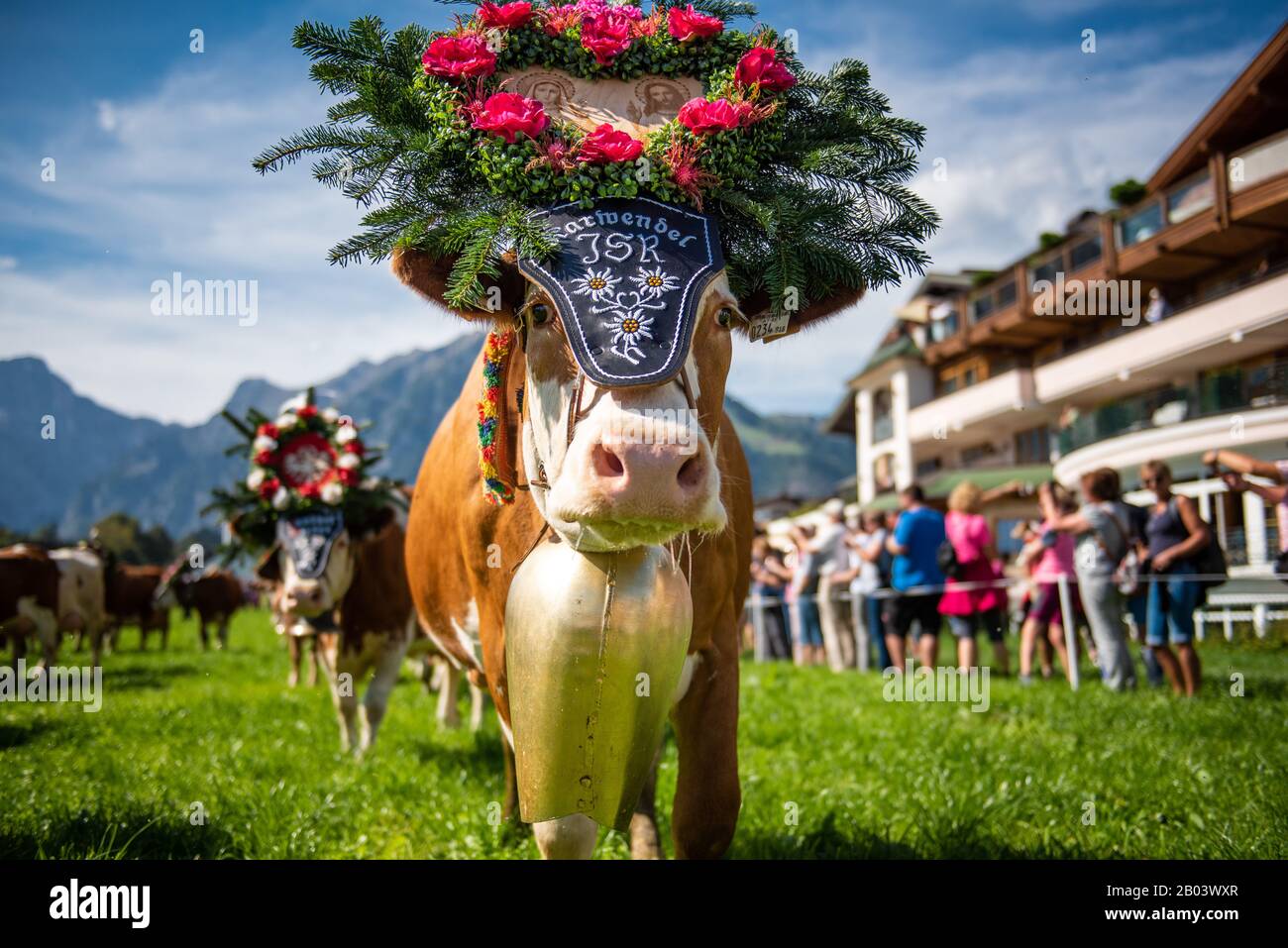 Alpine Cattle Drive in Pertisau at Lake Achensee in Tyrol / Austria Stock Photo