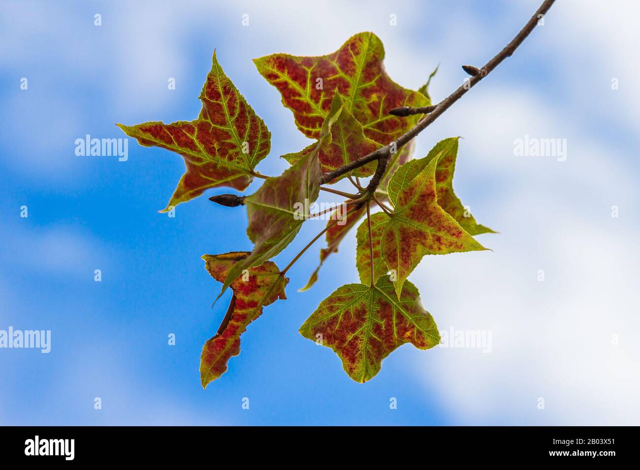 Beautiful maple leaf on blue sky background in fall season Stock Photo ...