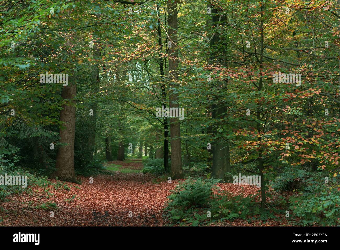 Pathway covered in leaves in autumn forest Stock Photo - Alamy