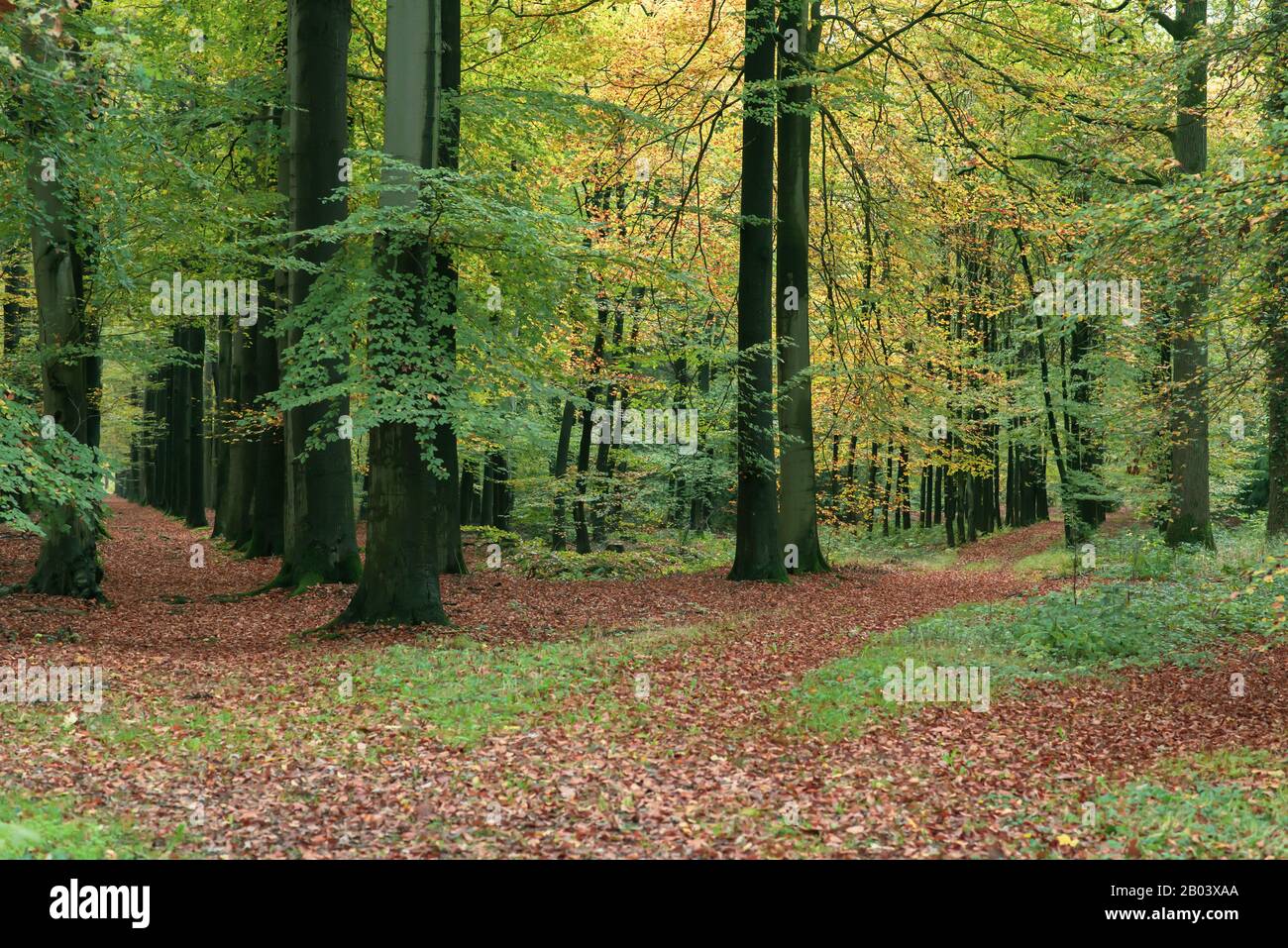 Pathway covered in leaves in autumn forest Stock Photo - Alamy