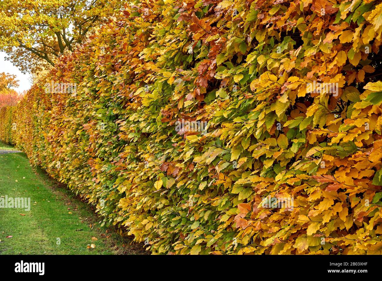 Hormbeam hedge in autumn. Carpinus betulus Stock Photo Alamy