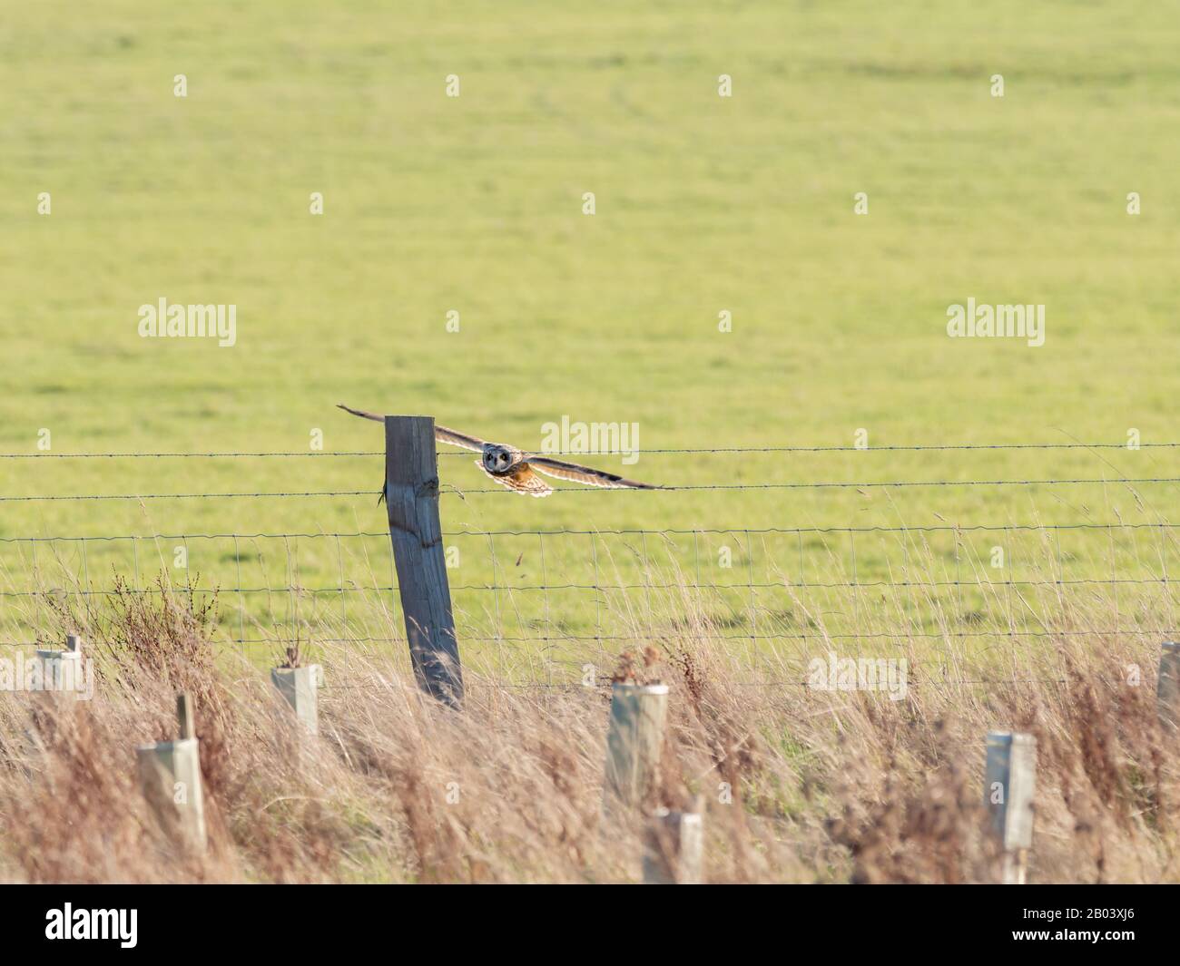 Short-eared owl (Asio flammeus) flying over a meadow onto a post Stock Photo