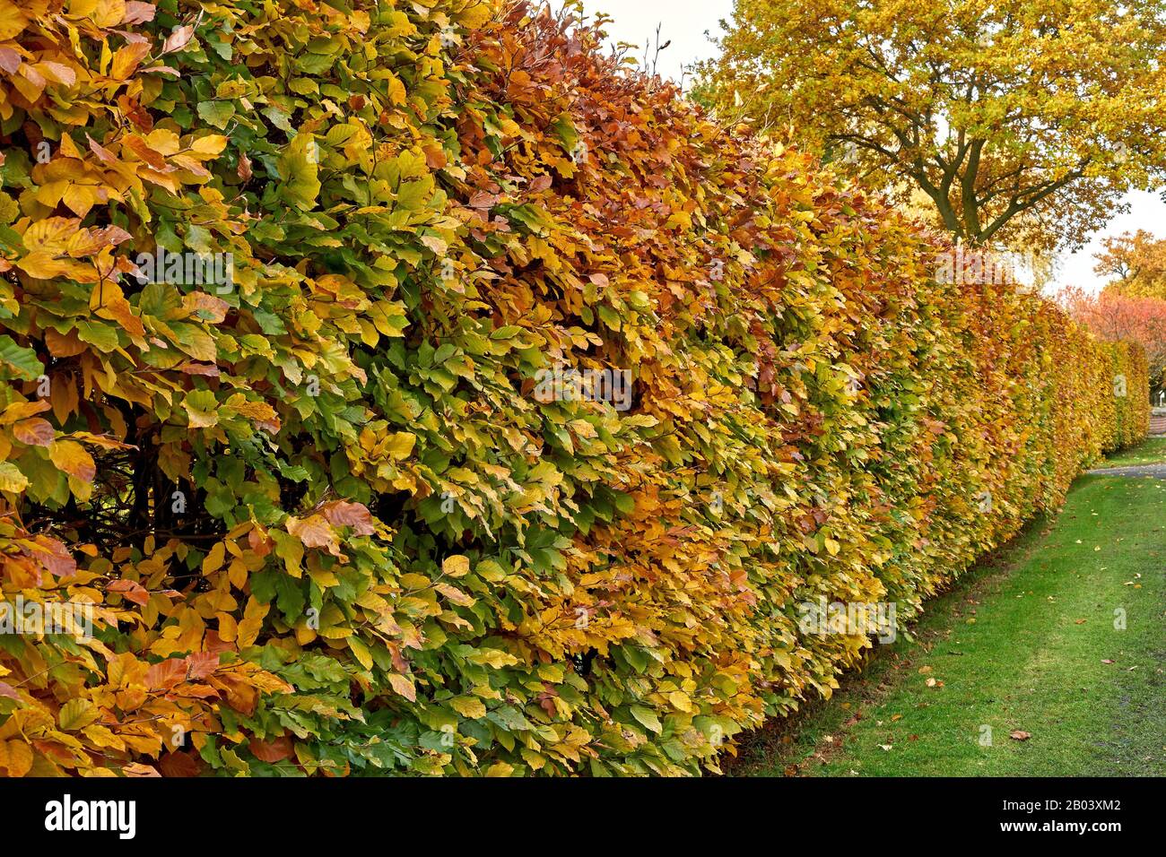 Hormbeam hedge in autumn. Carpinus betulus Stock Photo Alamy