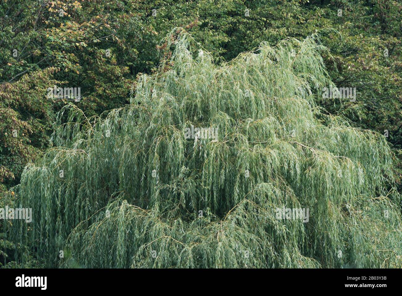 Weeping willow tree early autumn hi-res stock photography and images ...