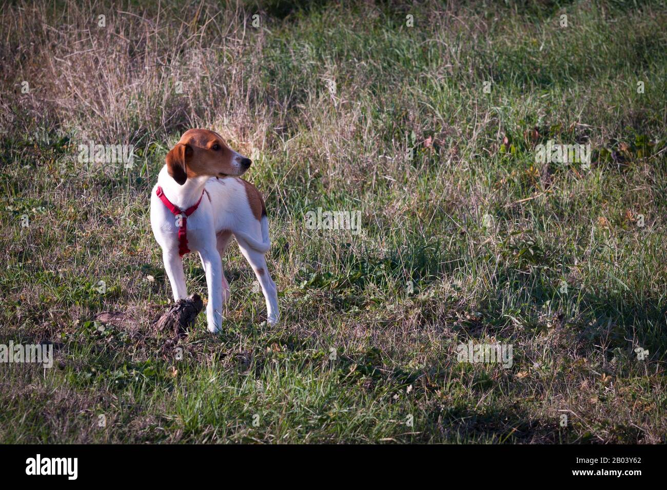 beautiful white and brown puppy standing on a path surrounded by green grass on the field Stock Photo