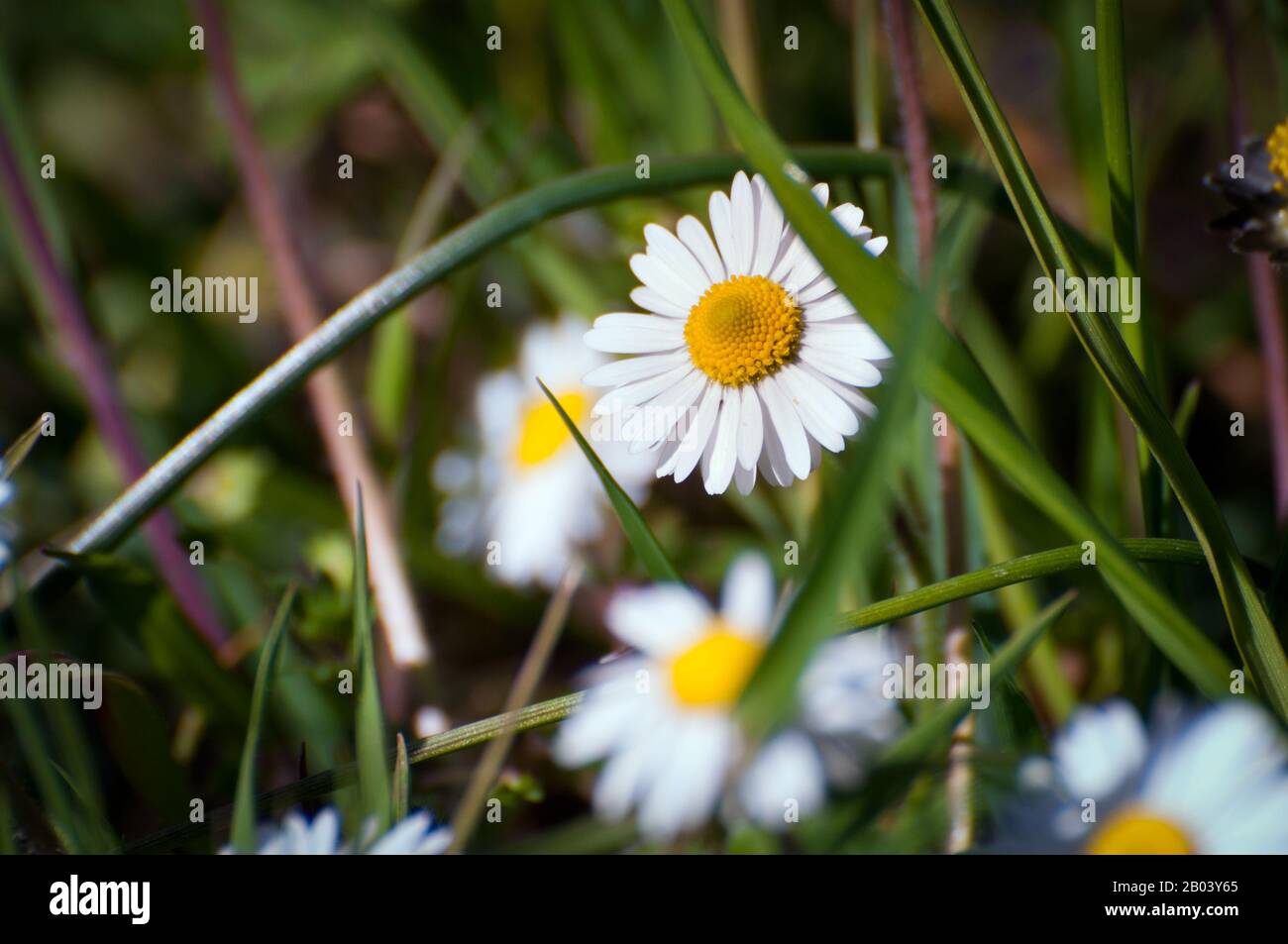 beautiful daisy and grass Stock Photo