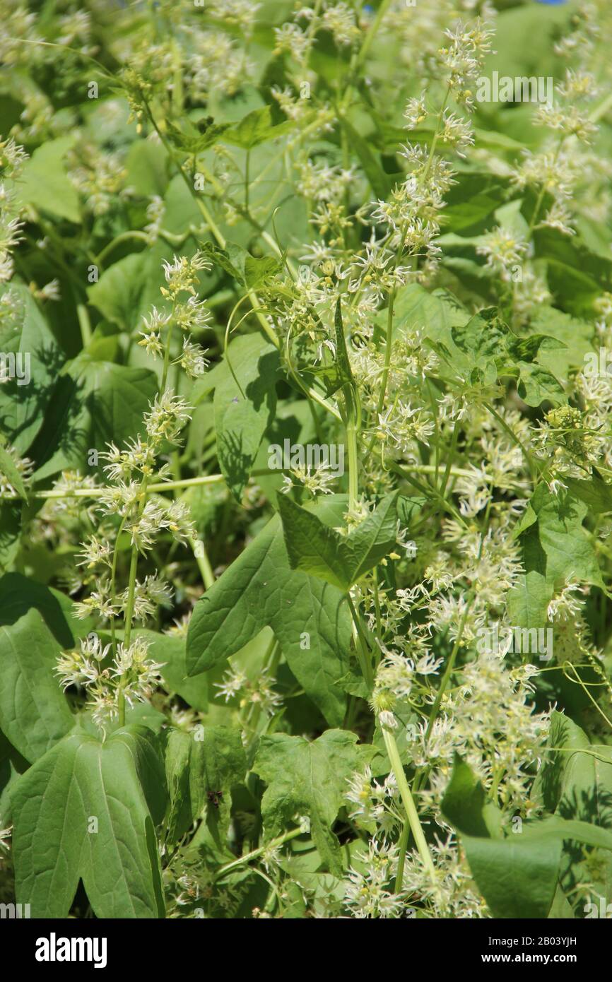 Thick thickets of echinocystis in garden. Leaf wall. Wild green liana. Green leaves of echinocystis. Blooming of echinocystis in summer Stock Photo