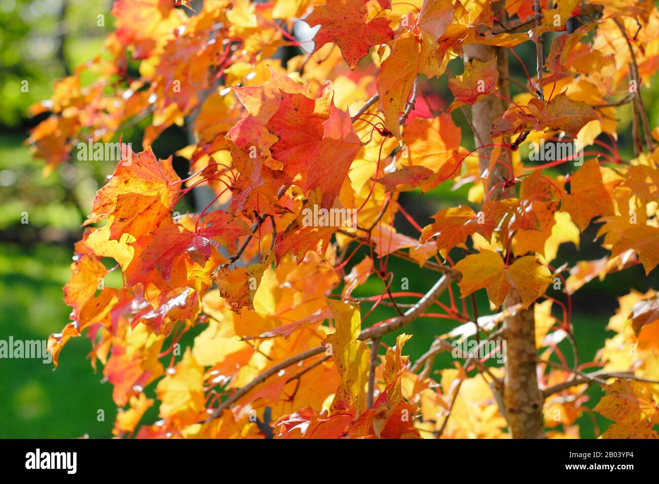 Acer platanoides x amplum ‘Ample Surprise’ tree in autumn Stock Photo
