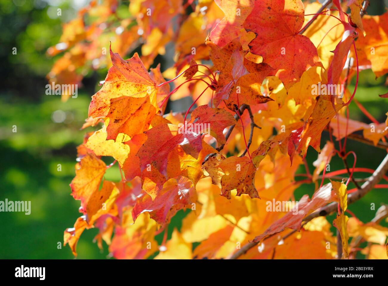Acer Ample Surprise. Acer platanoides x amplum ‘Ample Surprise’ tree in autumn Stock Photo