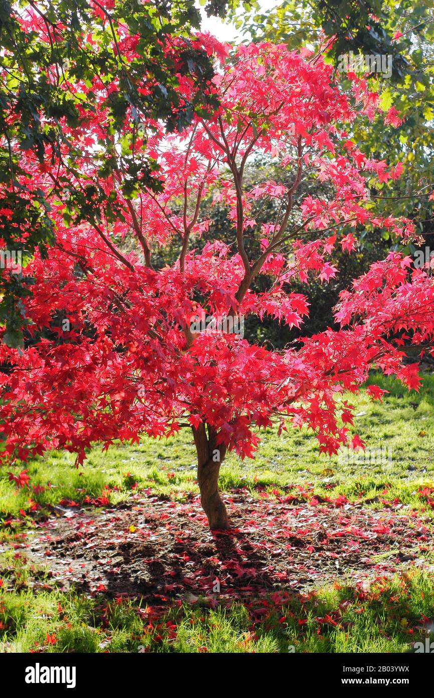 Acer palmatum 'Osakazuki' tree in autumn displaying vibrant foliage. Stock Photo
