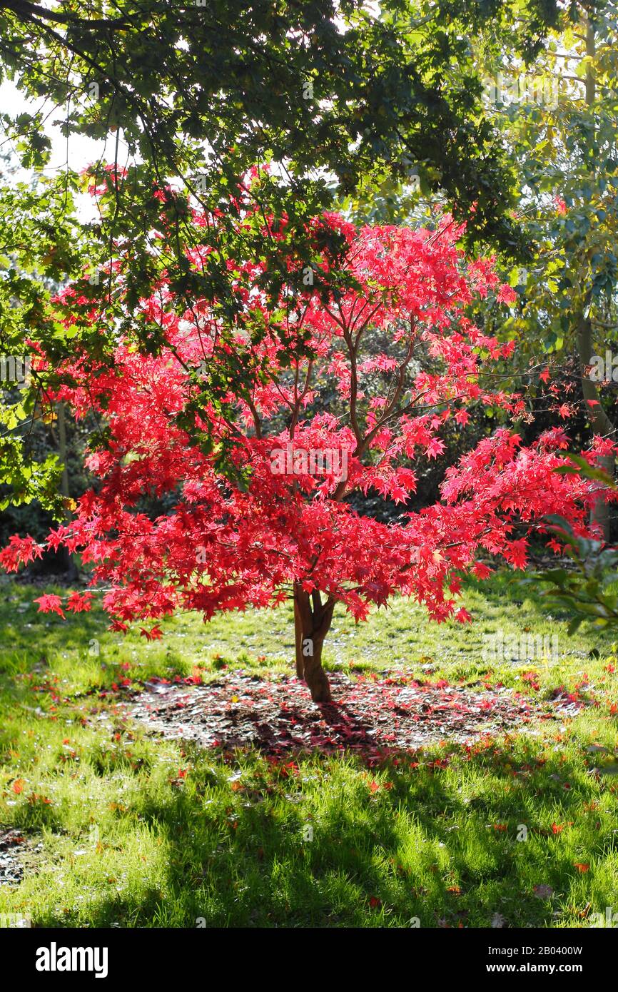 Acer palmatum 'Osakazuki' tree in autumn displaying vibrant foliage. Stock Photo