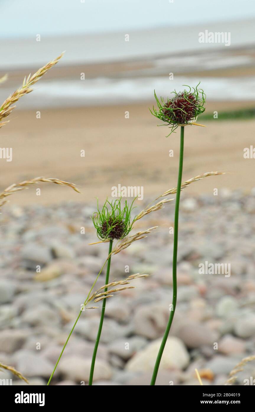 Wild Onions (Allium vineale var compactum)Wild garlic, onion grass, crow garlic or stag’s garlic,,summer, Dunster Beach, Somerset.UK Stock Photo