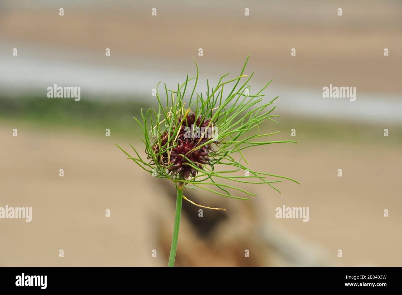 Wild Onions (Allium vineale var compactum),Wild garlic, onion grass, crow garlic or stag’s garlic, close up,summer, Dunster Beach, Somerset.UK Stock Photo
