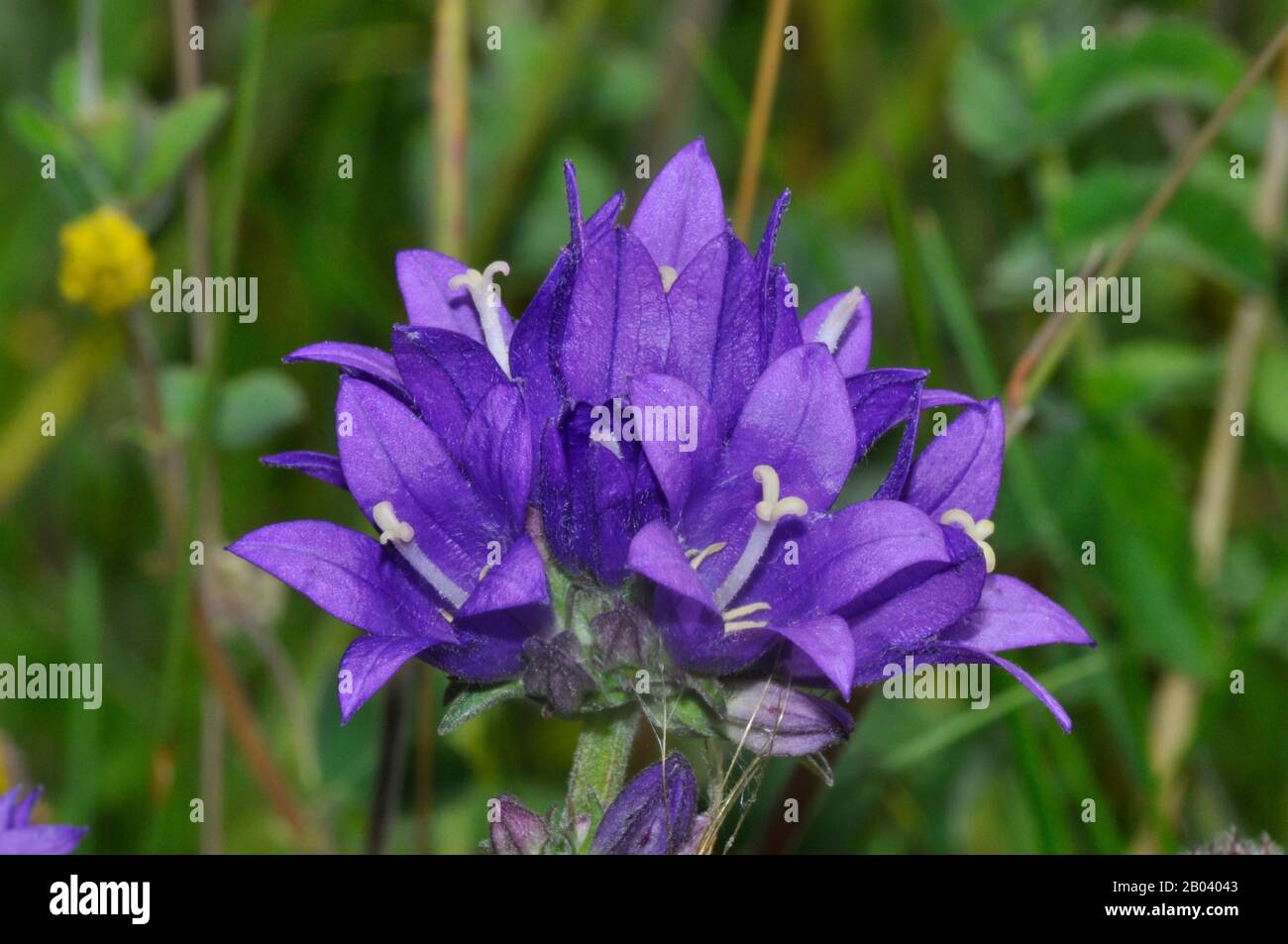 Clustered Bellflower (Campanula glomerata)found on chalk grasslands,Summer, Wiltshire.UK Stock Photo