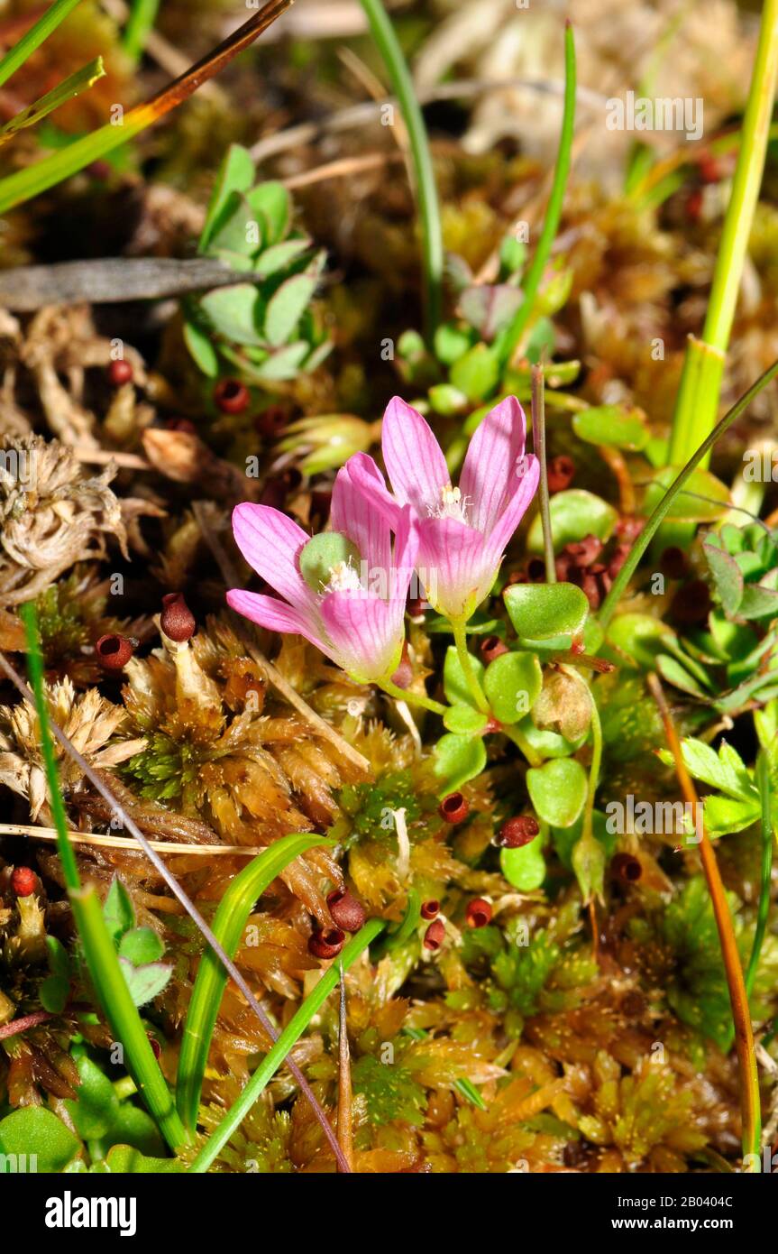 Bog Pimpernel 'Anagallis tenella' funnel shaped pale pink flowers,close up,found in bogs and damp grassy places, acid soil, Flowers open in sunshine, Stock Photo
