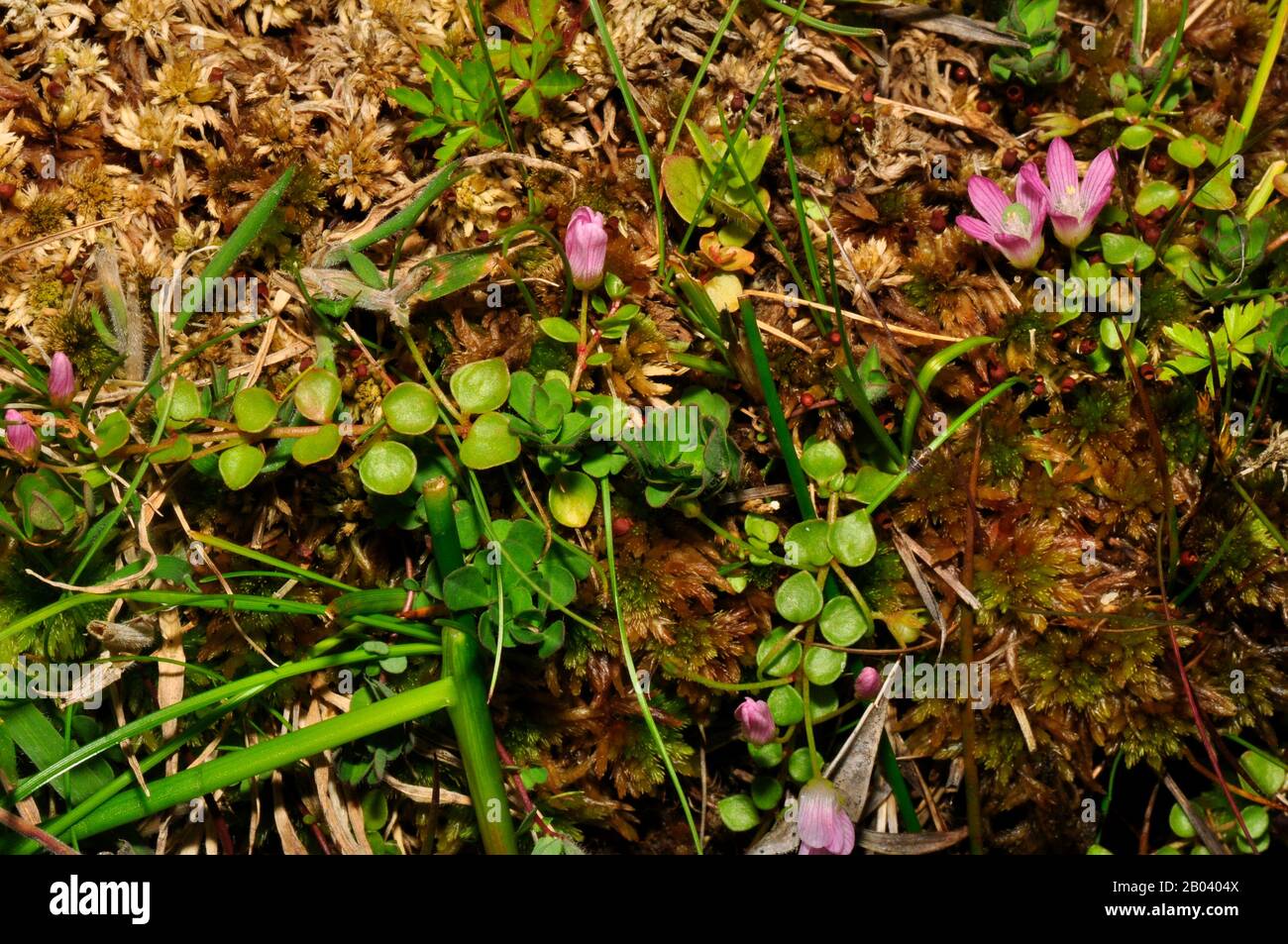 Bog Pimpernel 'Anagallis tenella' funnel shaped pale pink flowers,close up,found in bogs and damp grassy places, acid soil, Flowers open in sunshine, Stock Photo