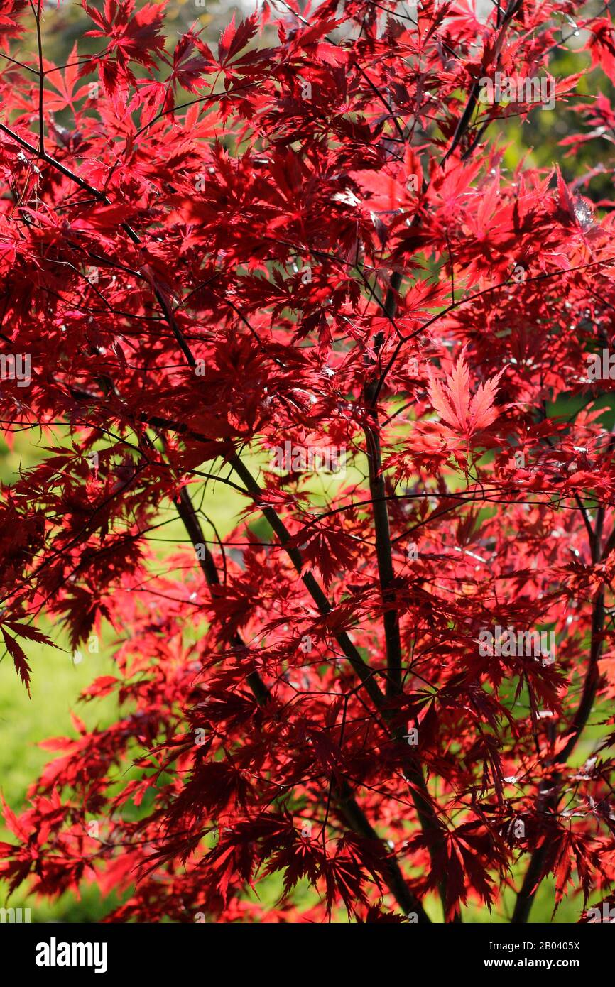 Acer palmatum ‘Black lace’. Japanese maple tree ‘Black lace’ leaves in autumn. UK Stock Photo