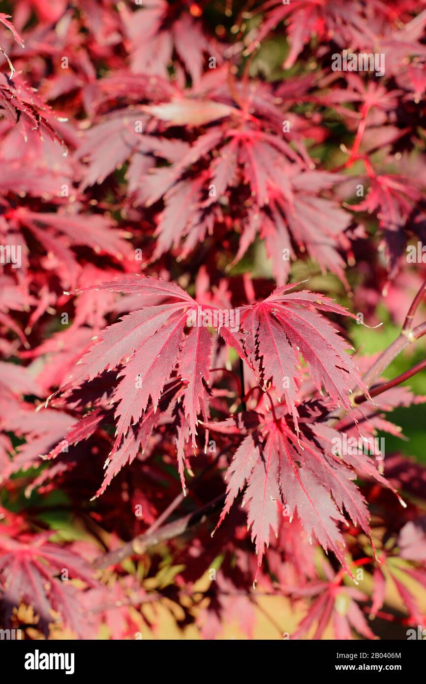 Acer palmatum dissectum black lace hi-res stock photography and images ...