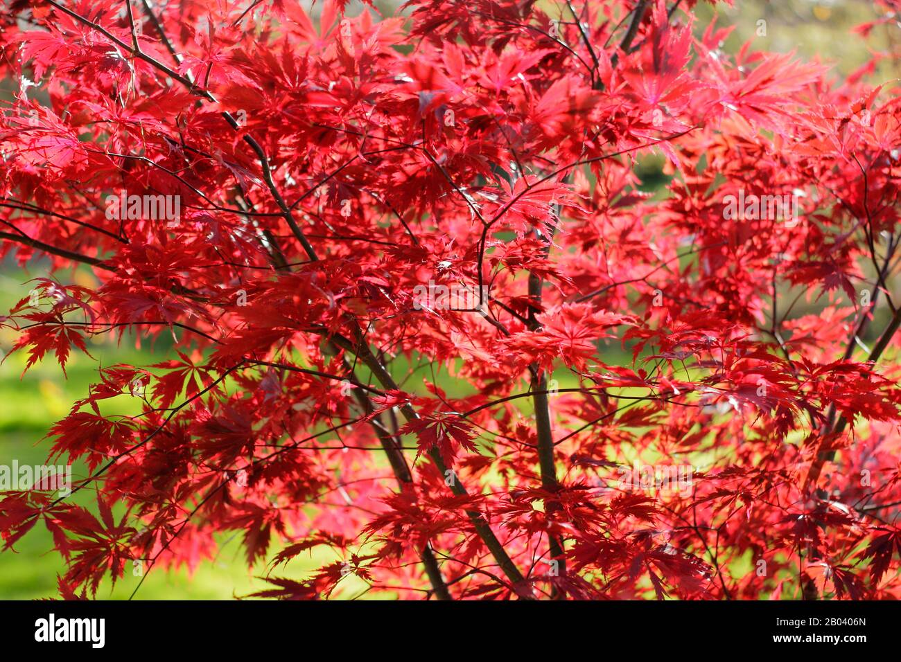 Acer palmatum ‘Black lace’. Japanese maple tree ‘Black lace’ leaves in autumn. UK Stock Photo