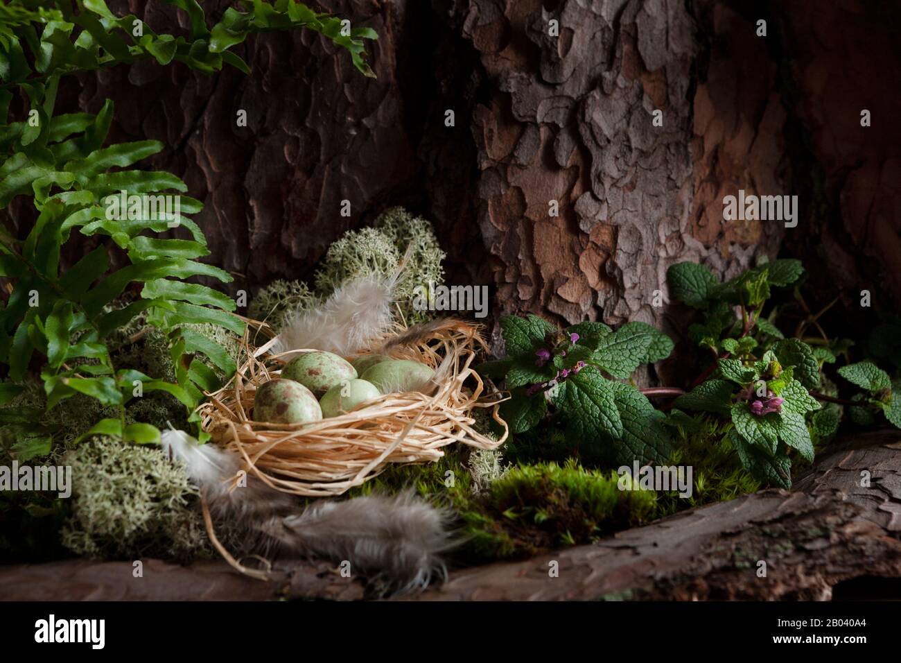 Bird nest With eggs at the foot of a tree in a spring forest with moss ...