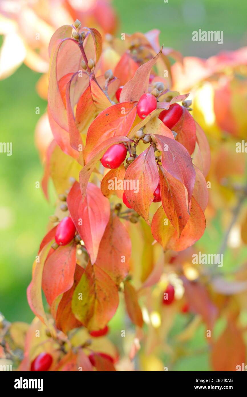 Cornus officinalis. Japanese cornelian cherry, a type of dogwood, displaying characteristic autumn colours and red fruits. UK garden. Stock Photo