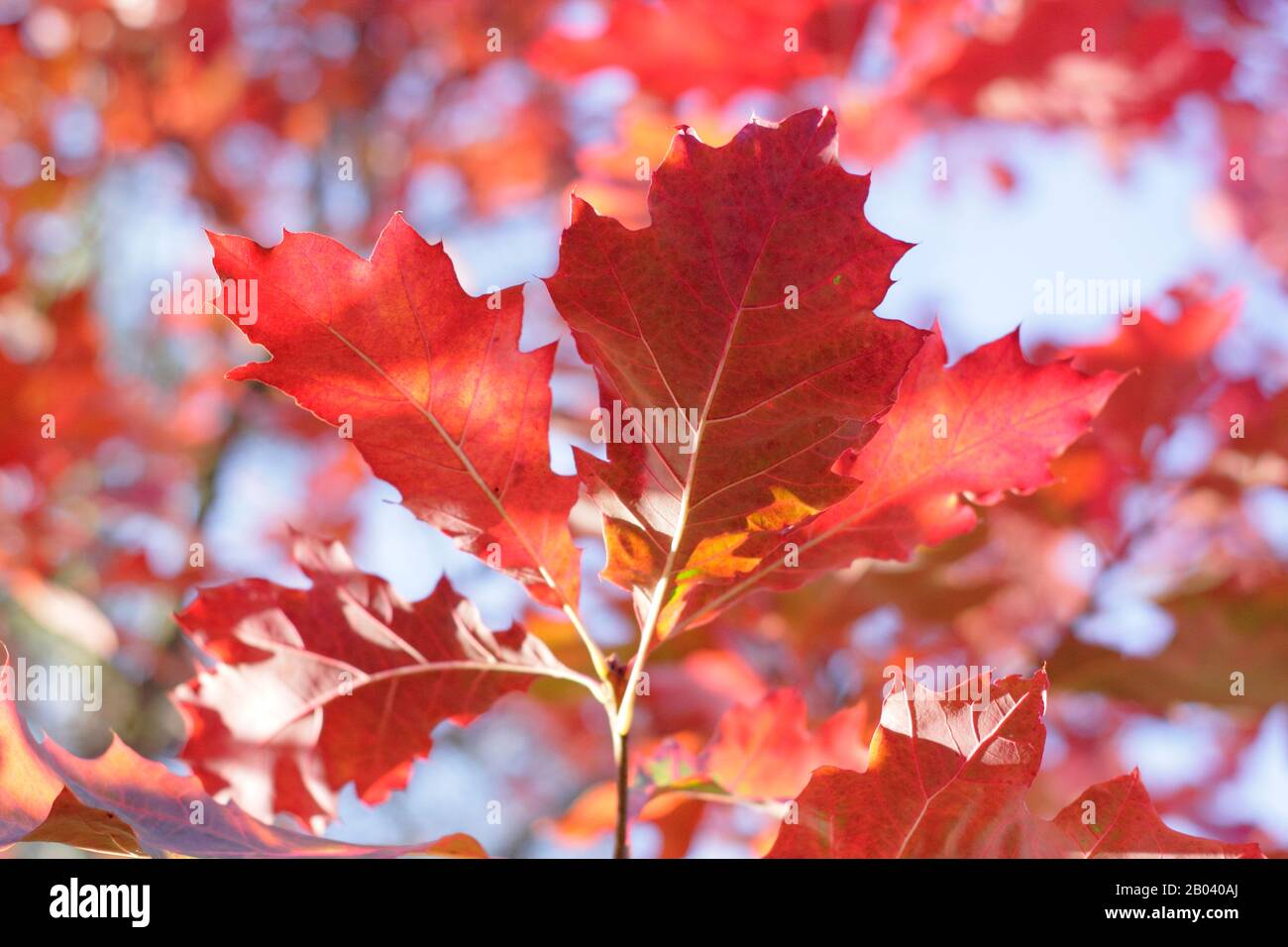 Quercus rubra 'Evenley Gold' displaying vibrant autumn colours. Stock Photo