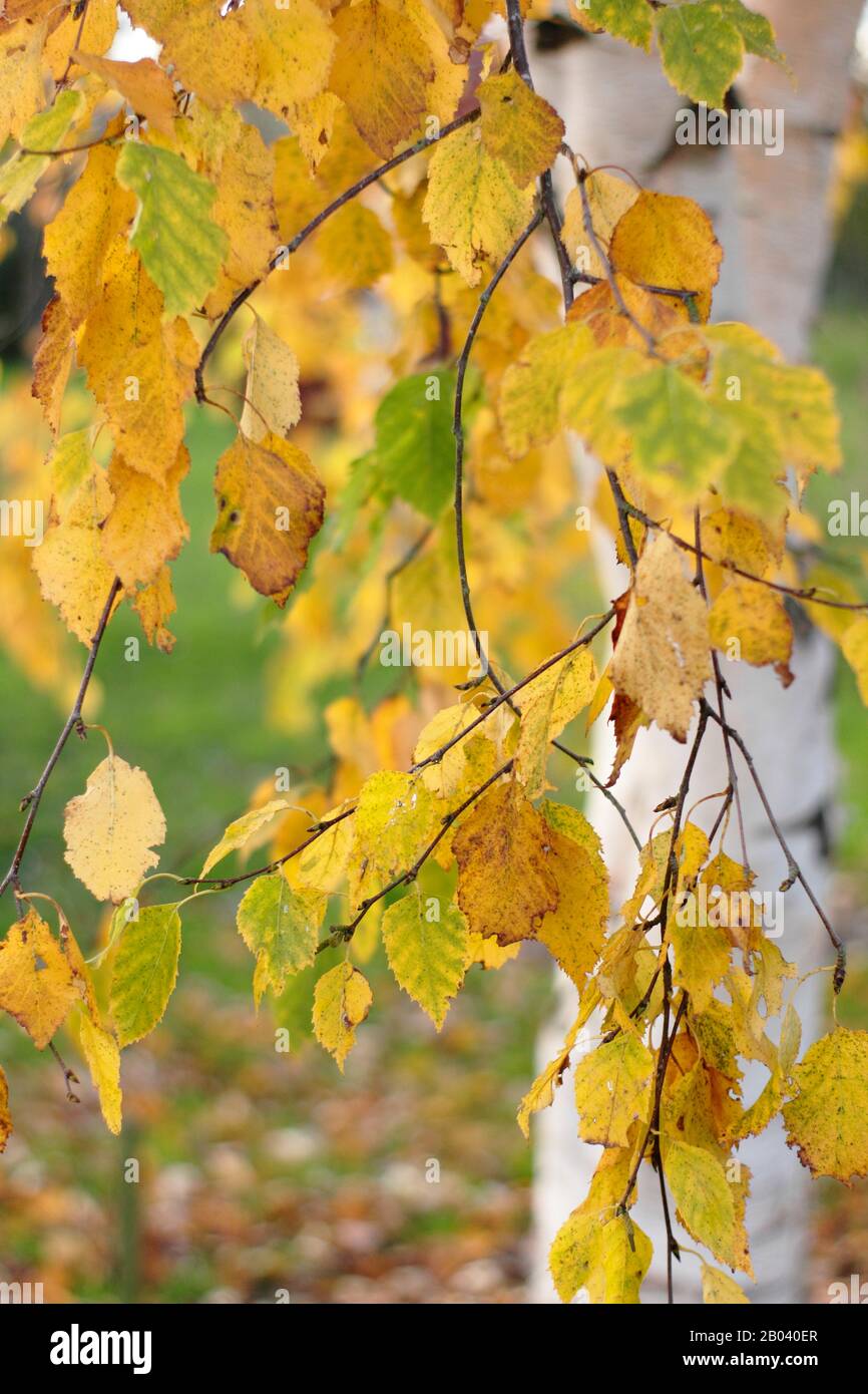 Betula. Striking foliage and creamy birch tree in autumn. UK Stock Photo