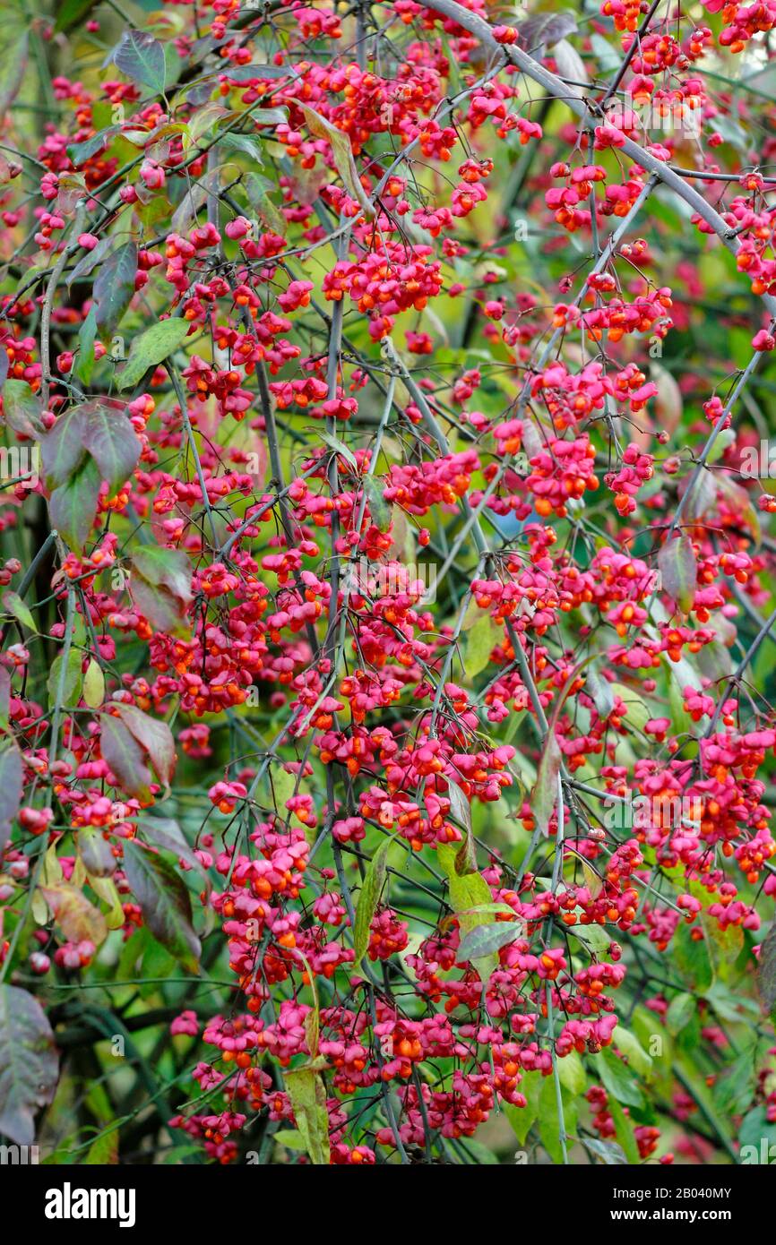 Euonymus europaeus 'Red Cascade' Stock Photo