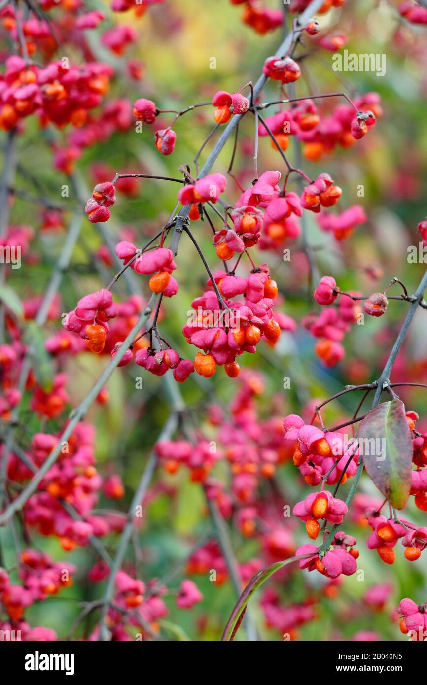 Euonymus europaeus 'Red Cascade' Stock Photo - Alamy