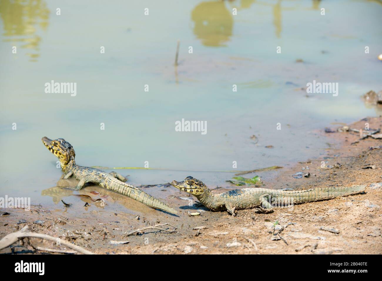 Pond with baby Yacare caimans (Caiman yacare) at the Pouso Alegre Lodge in the northern Pantanal, Mato Grosso province of Brazil. Stock Photo