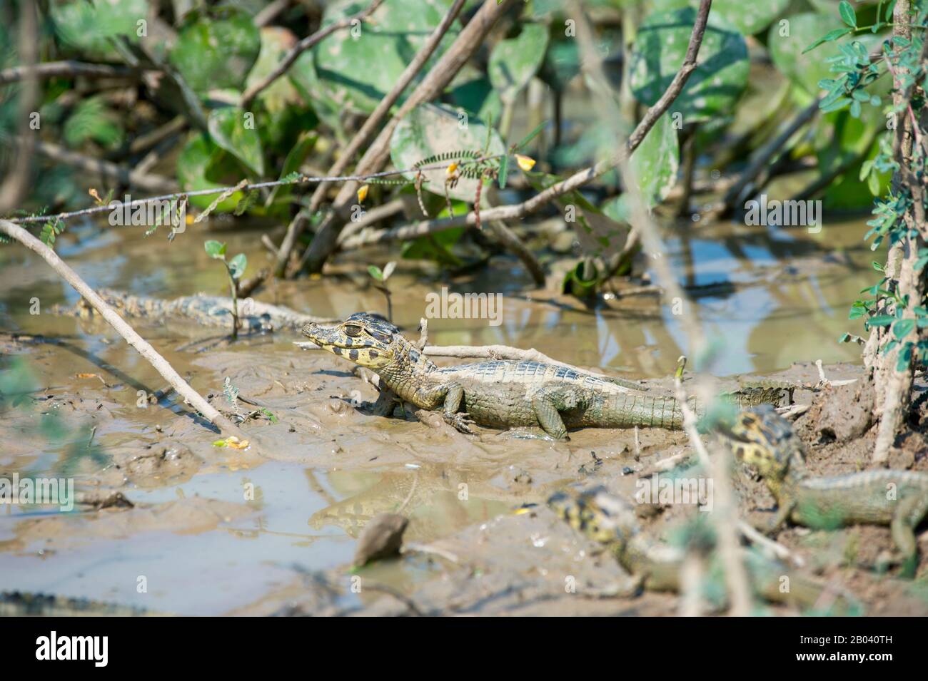 Pond with baby Yacare caimans (Caiman yacare) at the Pouso Alegre Lodge in the northern Pantanal, Mato Grosso province of Brazil. Stock Photo