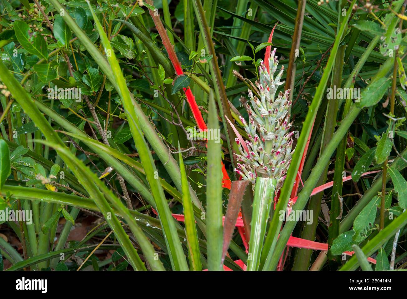 Bromeliad flower near the Pouso Alegre Lodge in the northern Pantanal, Mato Grosso province of Brazil. Stock Photo