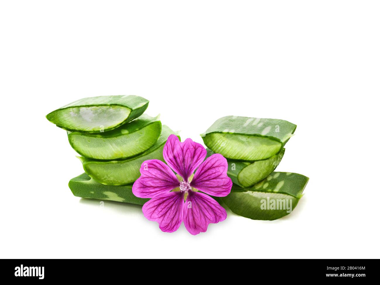 Aloe and mallow flower isolated on white background Stock Photo - Alamy