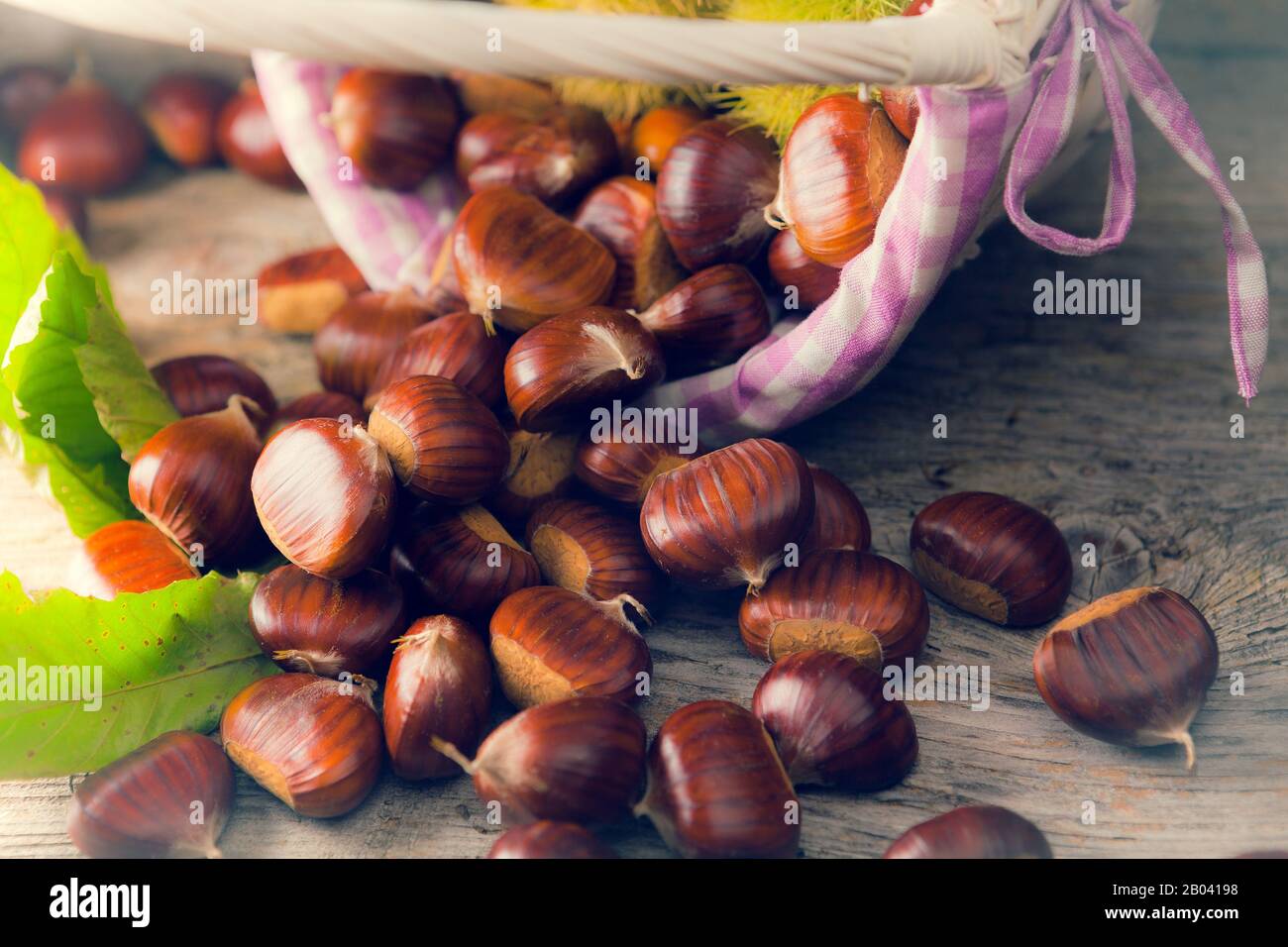 basket with freshly picked chestnuts Stock Photo