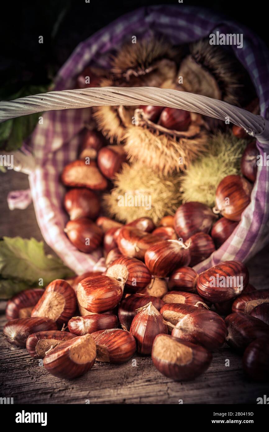 basket with freshly picked chestnuts Stock Photo