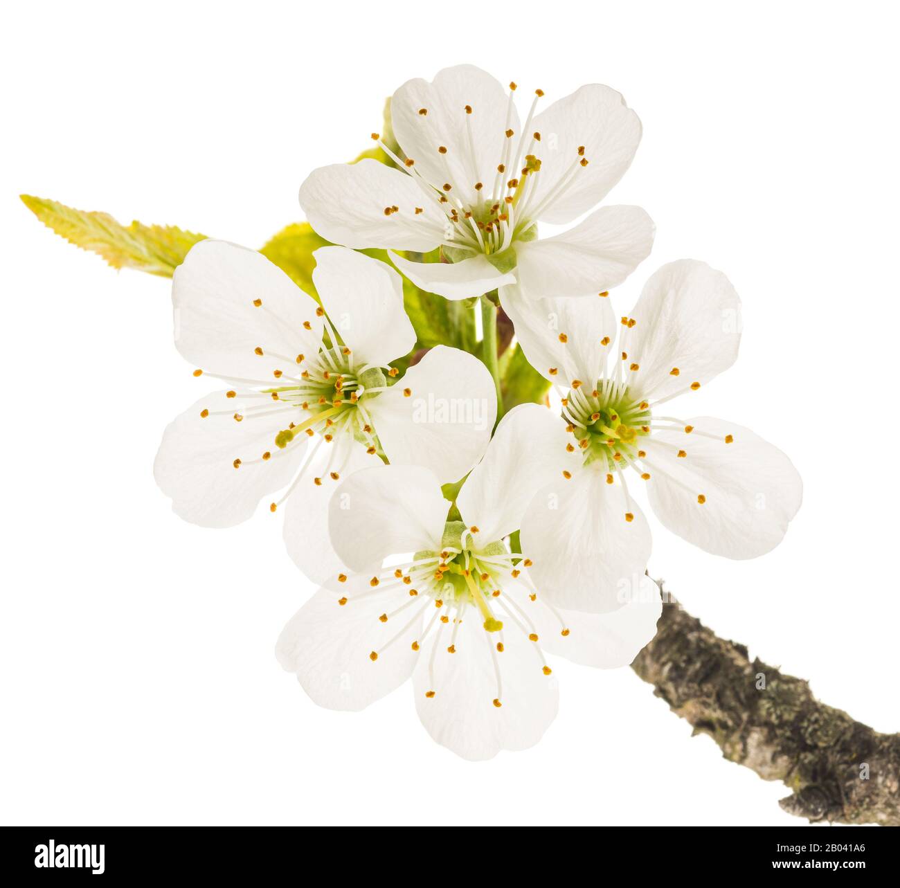 cherry  flowers isolated on white Stock Photo