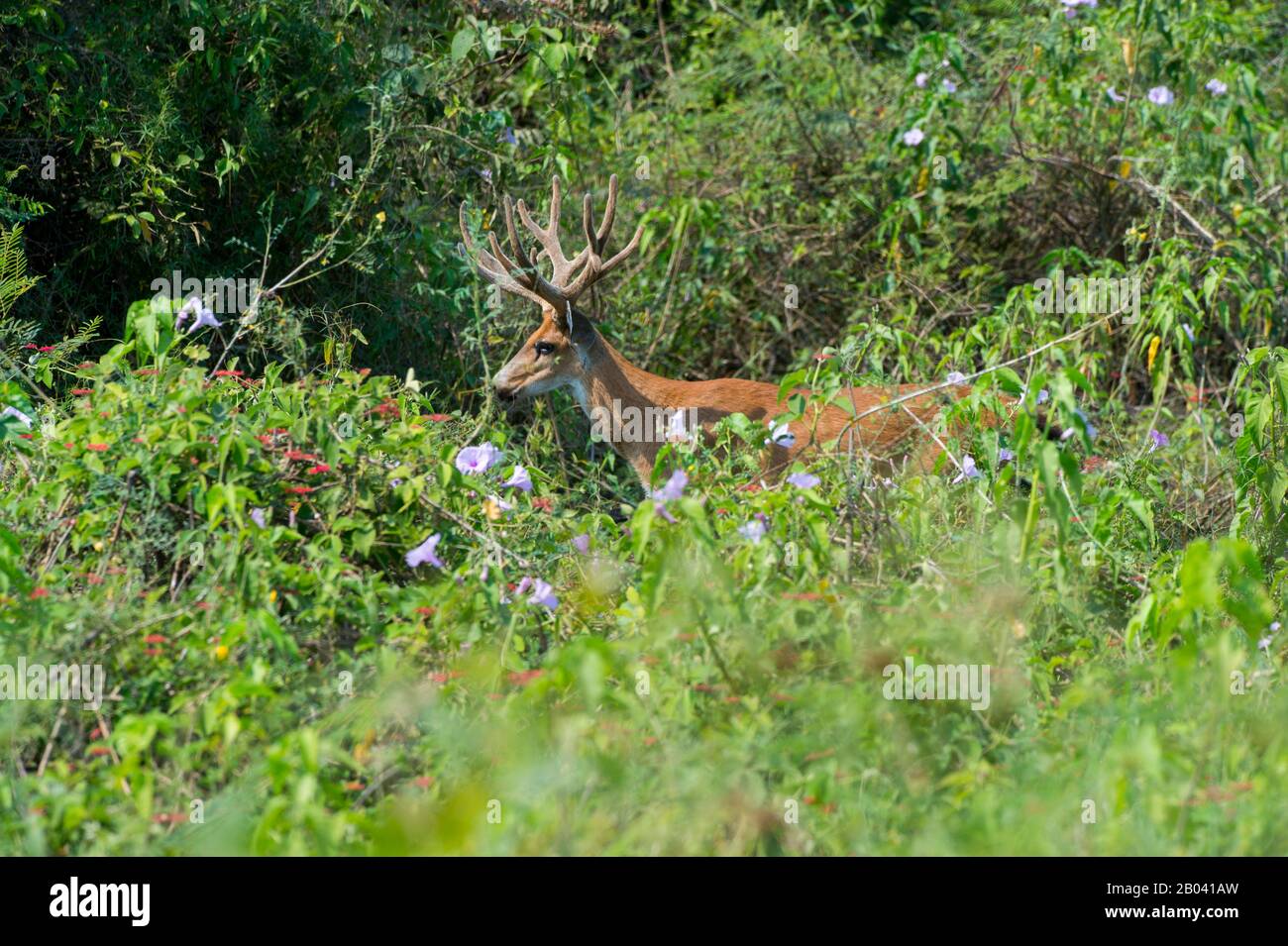 A Marsh deer male (Blastocerus dichotomus) along the Transpantaneira Highway in the northern Pantanal, Mato Grosso province in Brazil. Stock Photo