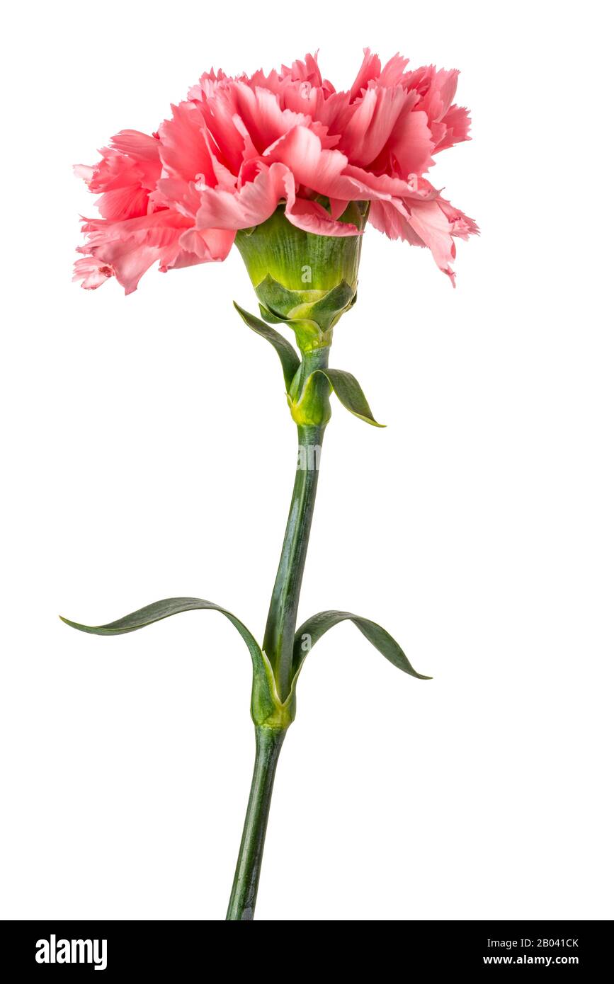 Pink carnation  isolated on white background Stock Photo