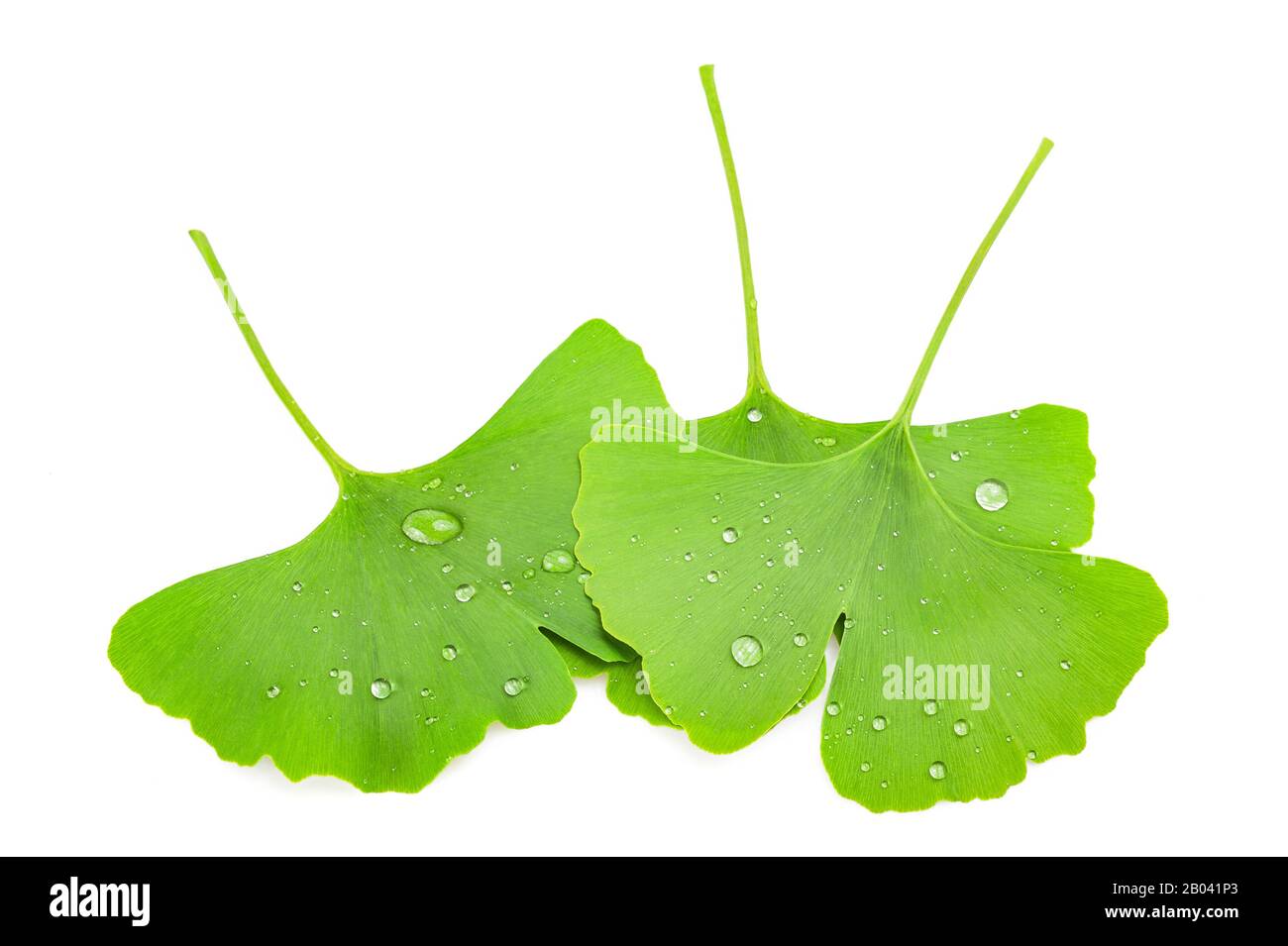 Wet Ginkgo biloba leaves isolated on white Stock Photo