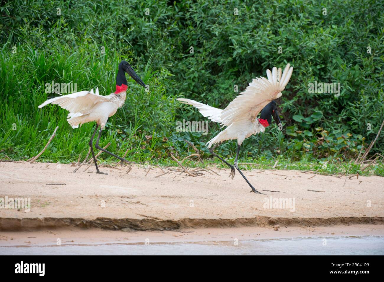 Jabiru storks (Jabiru mycteria) on beach taking off near Porto Jofre in the northern Pantanal, Mato Grosso province in Brazil. Stock Photo