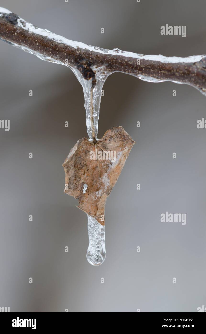 Icicle on Eastern Redbud, Cercis canadensis, leaf in winter Stock Photo