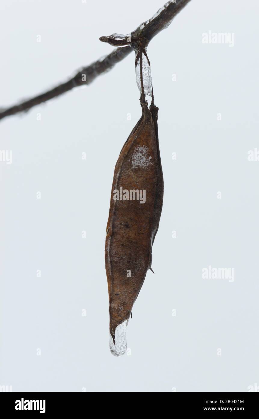 Frozen water droplet on Eastern Redbud, Cercis canadensis, fruit Stock Photo